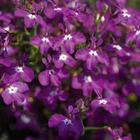 Magadi™ Basket Dark Purple Lobelia