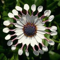 FlowerPower™ Spider White Osteospermum