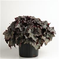 Heuchera Carnival Plum Crazy