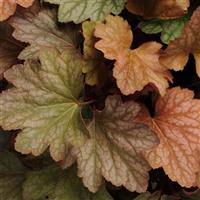 Heuchera Carnival Watermelon