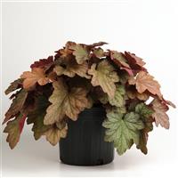 Heuchera Carnival Watermelon