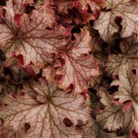 Heuchera Carnival Peach Parfait