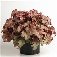 Heuchera Carnival Peach Parfait