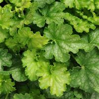 Heuchera Carnival Limeade