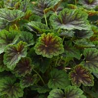 Heuchera Carnival Cocomint