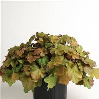 Heuchera Carnival Coffee Bean