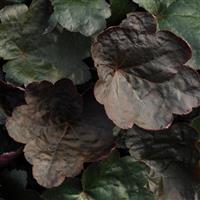 Heuchera Carnival Black Olive