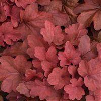 Heuchera Carnival Cinnamon Stick