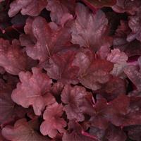 Heuchera Carnival Burgundy Blast