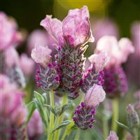 Lavandula stoechas Lavinnova<sup>®</sup> Frost Pink