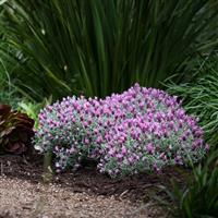 Lavandula stoechas Lavinnova<sup>®</sup> Frost Pink