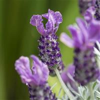 Lavandula stoechas Lavinnova<sup>®</sup> Frost Purple