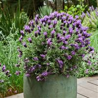 Lavandula stoechas Lavinnova<sup>®</sup> Frost Purple