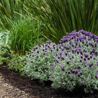 Lavandula stoechas Lavinnova<sup>®</sup> Frost Purple