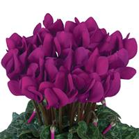 Dreamscape™ Purple Cyclamen