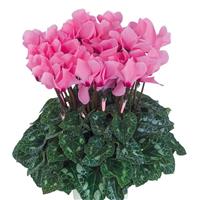 Dreamscape™ Rose Eye Cyclamen