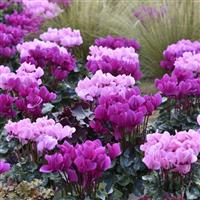 Dreamscape™ Rose Eye Cyclamen