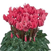 Dreamscape™ Salmon Eye Cyclamen