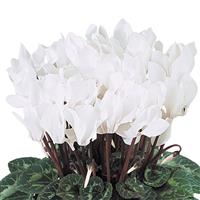 Dreamscape™ White Cyclamen