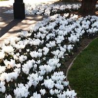 Dreamscape™ White Cyclamen