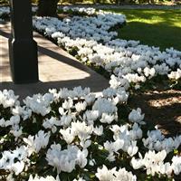 Dreamscape™ White Cyclamen