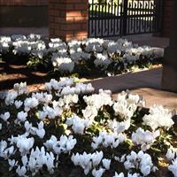 Dreamscape™ White Cyclamen