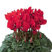 Dreamscape™ Bright Red Cyclamen