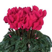 Dreamscape™ Deep Rose Cyclamen