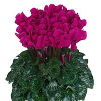 Dreamscape™ Bright Purple Cyclamen