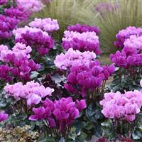 Dreamscape™ Bright Purple Cyclamen