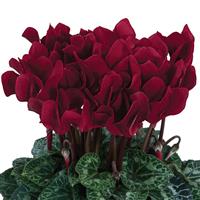 Dreamscape™ Deep Burgundy Cyclamen