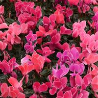 Dreamscape™ Dark Flamed Mixture Cyclamen