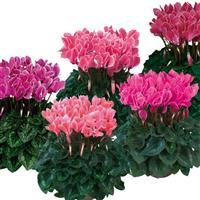 Dreamscape™ Dark Flamed Mixture Cyclamen