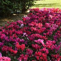 Dreamscape™ Dark Flamed Mixture Cyclamen