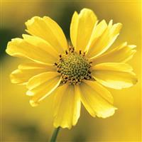 Coreopsis verticillata Crème Brulee