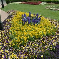 Delphinium Guardian Blue