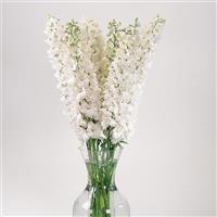 Delphinium Guardian White