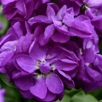 Mathilda™ Blue Matthiola