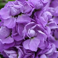 Mathilda™ Lavender Matthiola