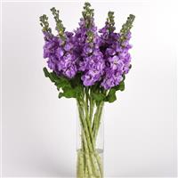 Mathilda™ Lavender Matthiola