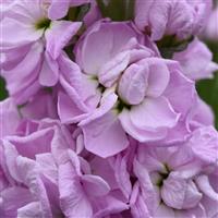 Mathilda™ Pink Matthiola