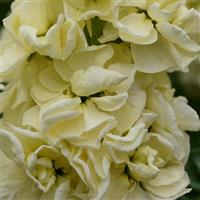 Mathilda™ Yellow Matthiola