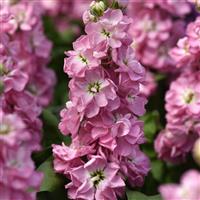 Mathilda™ Antique Rose Matthiola