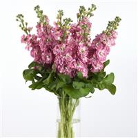 Mathilda™ Antique Rose Matthiola