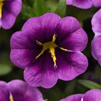 Conga™ Purple Star Calibrachoa