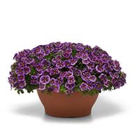 Conga™ Purple Star Calibrachoa