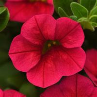 Conga™ Red Calibrachoa