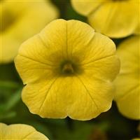 Conga™ Yellow Calibrachoa