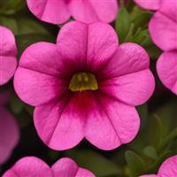 Conga™ Pink Kiss Calibrachoa