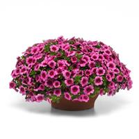 Conga™ Pink Kiss Calibrachoa